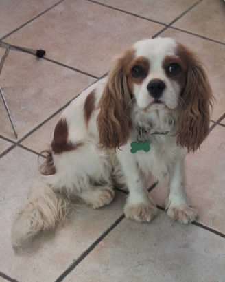 Cavalier king maschio per monta