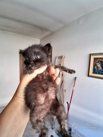 Gattini 