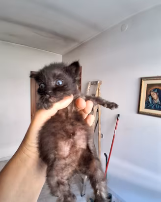 Gattini 
