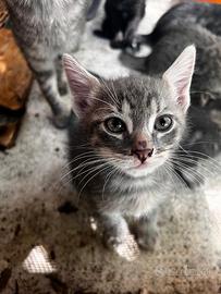 6 gattini tigrati di 5 settimane a reggio emilia