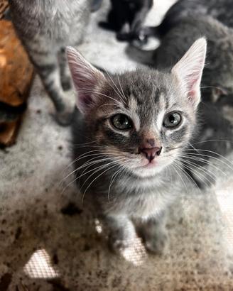 6 gattini tigrati di 5 settimane a reggio emilia