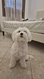 Cane maltese