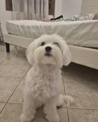 Cane maltese