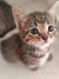Gattini siberiano