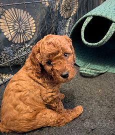 Cuccioli di barboncino toy