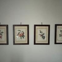 Quadri stampa botanica