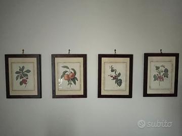 Quadri stampa botanica