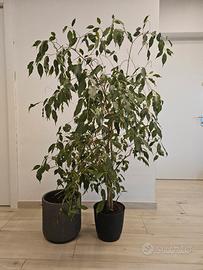 ficus benjamin beniamino h 150