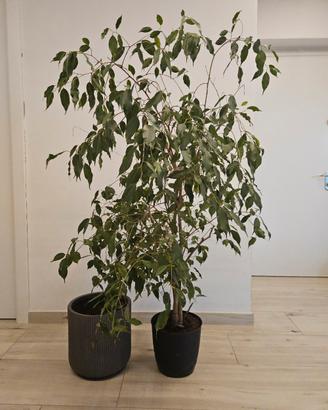 ficus benjamin beniamino h 150
