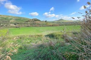 Rif.RI88| terreno agricolo borgia