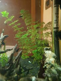 Black Molly di 2/3 mesi 1,50 a testa