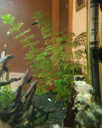 Black Molly di 2/3 mesi 1,50 a testa