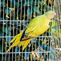 Femmina parrocchetto opalino anno 2023