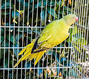 Femmina parrocchetto opalino anno 2023