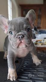 Cucciolo di Bulldog Francese - Altissima Qualità