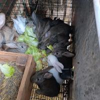 CONIGLI e. LEPRI BELGA