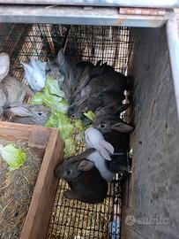 CONIGLI e. LEPRI BELGA