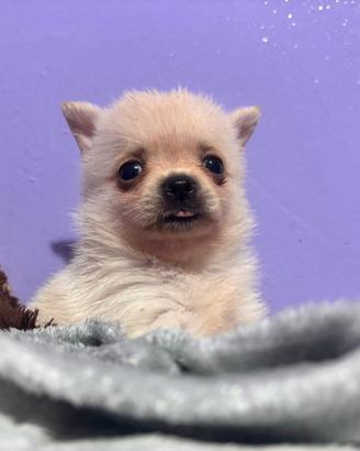 Cucciola di Pomerania Chihuahua (PomChi)