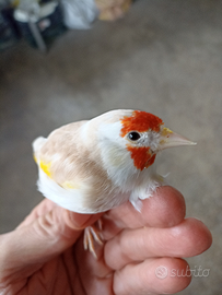 Cardellina Mayor Novello ll