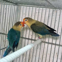 Agapornis fischeri