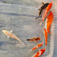 Carpe koi laghetto acquario