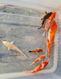 Carpe koi laghetto acquario