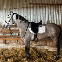 Cavallo andaluso