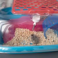 Criceto rosso Monza Brianza