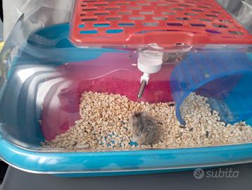 Criceto rosso Monza Brianza