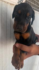 Doberman cuccioli
