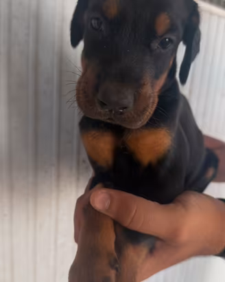 Doberman cuccioli