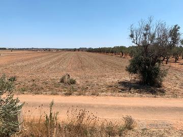 Terreno in via vecchia Galatina - Lequile Snc