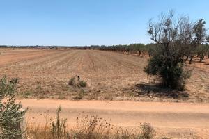 Terreno in via vecchia Galatina - Lequile Snc