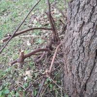 PIANTE VINO CLINTON E TOCAI 