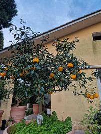 arancio amaro 