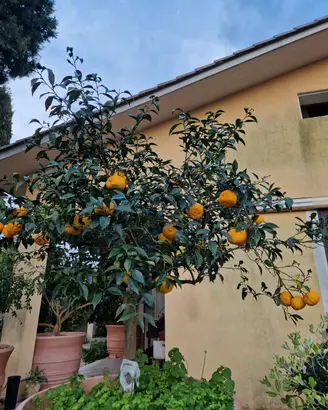 arancio amaro 