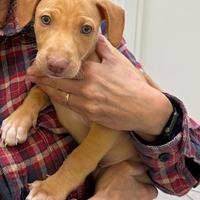 Regalati un cuocciolo di cirneco dell'Etna