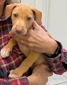 Regalati un cuocciolo di cirneco dell'Etna