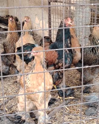 Brhama galline