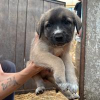 Cuccioli Abbandonati