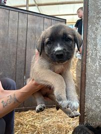 Cuccioli Abbandonati