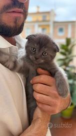 Gattini Scottish Fold e Straight