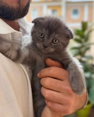 Gattini Scottish Fold e Straight