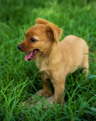 Cucciola chihuahua x volpino
