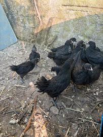 Pulcini australorp verie età