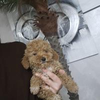 Barboncino Toy