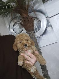 Barboncino Toy