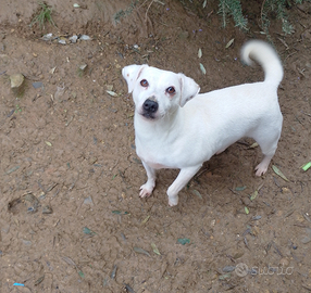 Parson rassell terrier