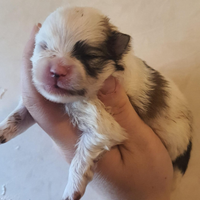 Spitz Pomerania con pedigree Enci