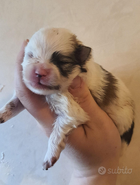 Spitz Pomerania con pedigree Enci